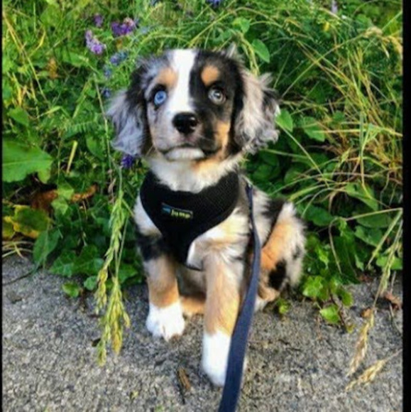 Meet your Posher, Jr - Picture 1 of 1